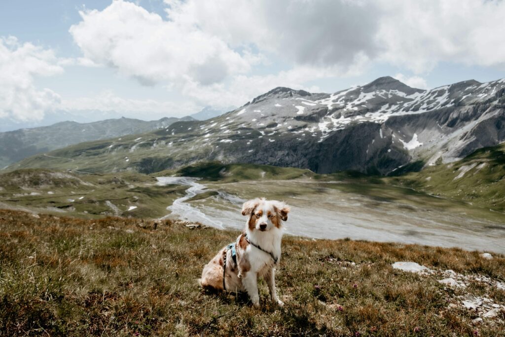 Hund sitzt in der Natur. Hinter ihm sind Berge.