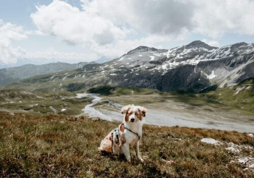 Natürliche Zutaten: So fütterst du deinen Hund nachhaltig und gesund