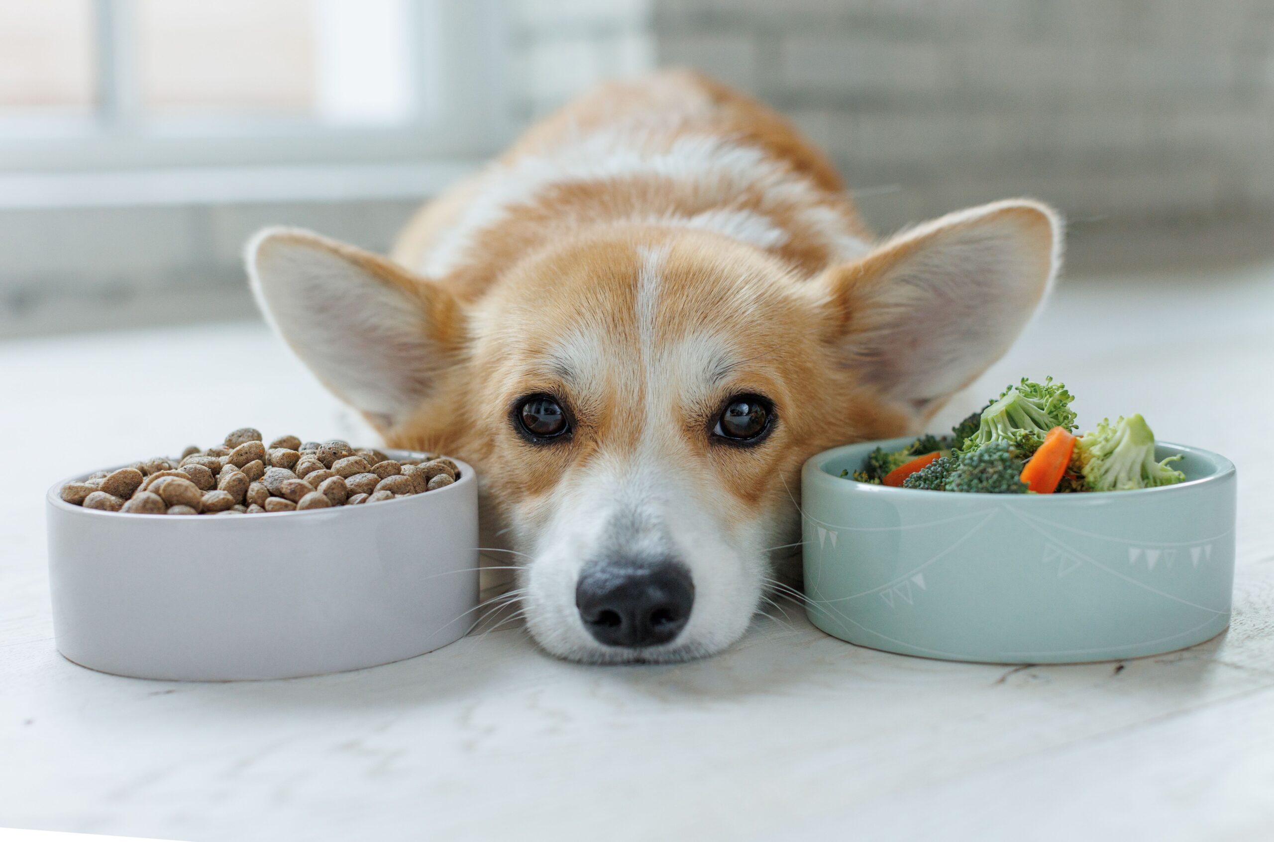 Hund liegt mit seinem Kopf zwischen zwei Näpfen, welche mit Futter gefüllt sind.