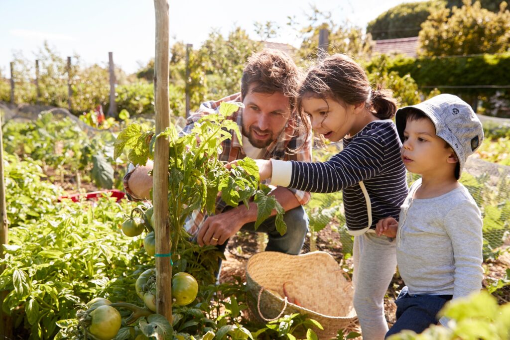 Vater pflückt mit Kindern reife Tomaten im Garten | Cortenstahl Hochbeet